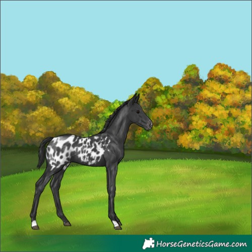 Horse Color:Black Appaloosa