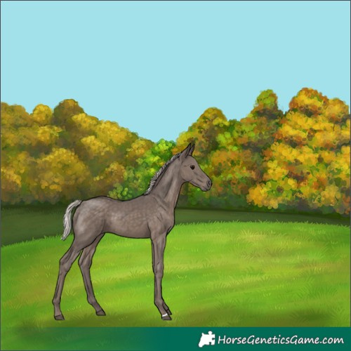 Horse Color:Silver Black 