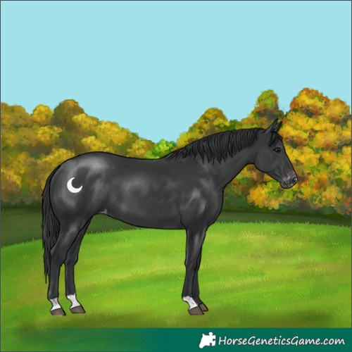 Horse Color:Black Appaloosa 