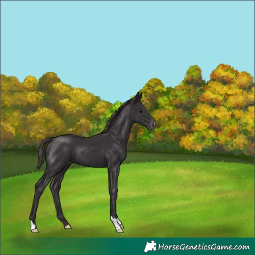 Horse Color:Smoky Black Appaloosa 