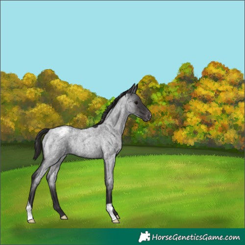 Horse Color:Smoky Blue Roan Appaloosa
