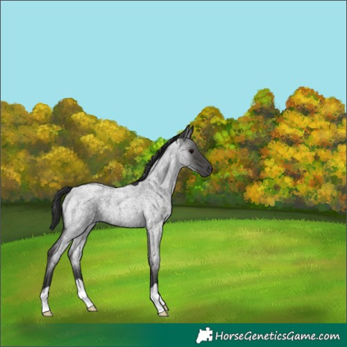 Horse Color:Blue Roan 