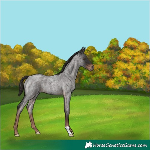 Horse Color:Liver Red Roan 