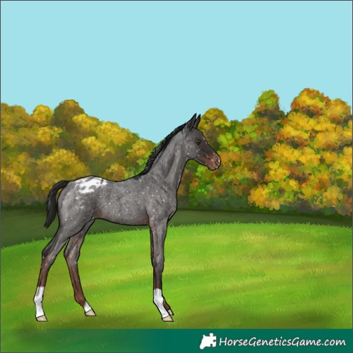 Horse Color:Liver Red Roan Appaloosa