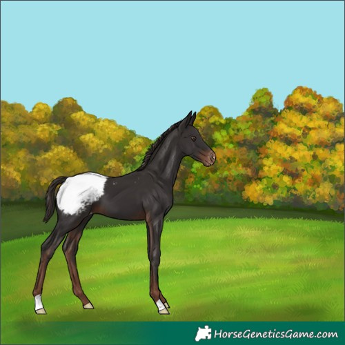 Horse Color:Liver Chestnut Appaloosa