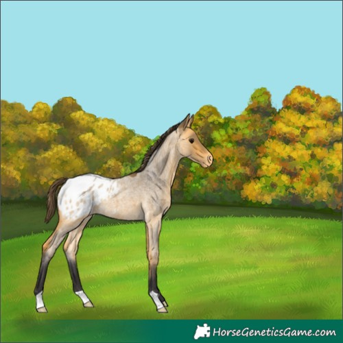 Horse Color:Buckskin Roan Appaloosa