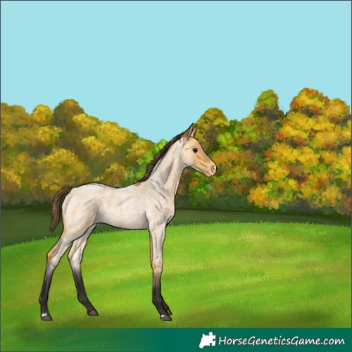 Horse Color:Buckskin Roan Appaloosa 
