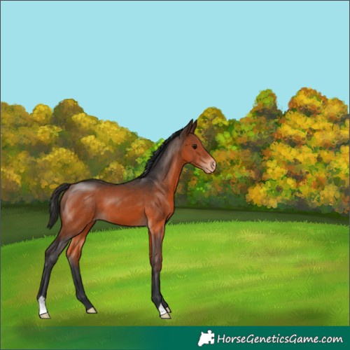 Horse Color:Brown Appaloosa 