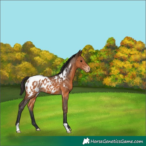 Horse Color:Bay Appaloosa 