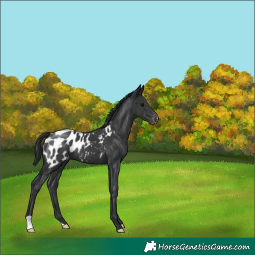 Horse Color:Black Appaloosa 