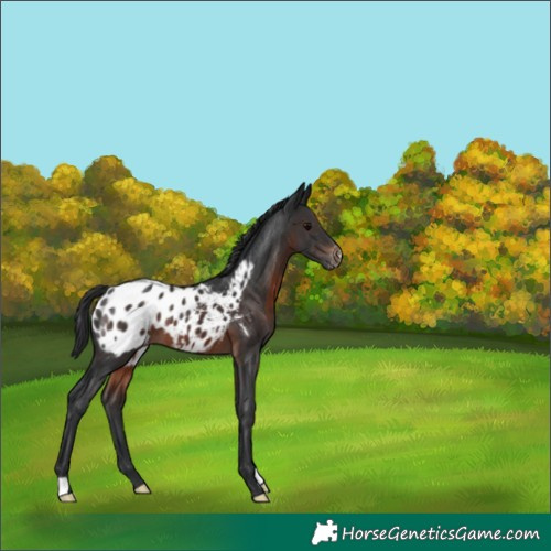 Horse Color:Brown Appaloosa 
