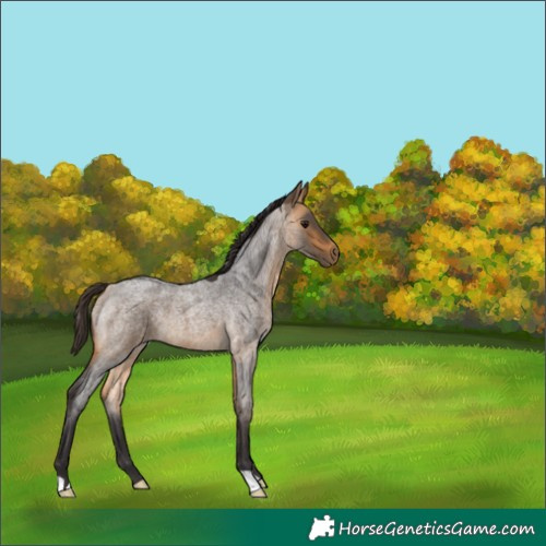 Horse Color:Buckskin Roan 