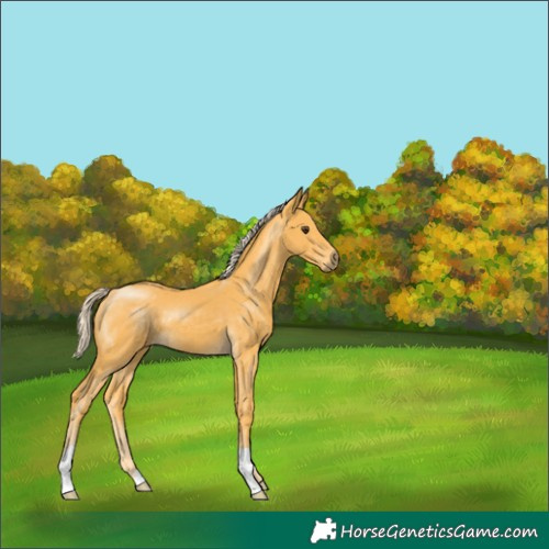 Horse Color:Palomino 