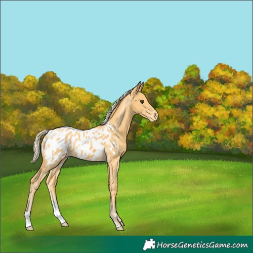 Horse Color:Palomino Near Leopard