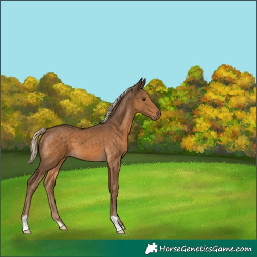 Horse Color:Chocolate Palomino