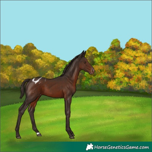 Horse Color:Liver Chestnut Appaloosa 