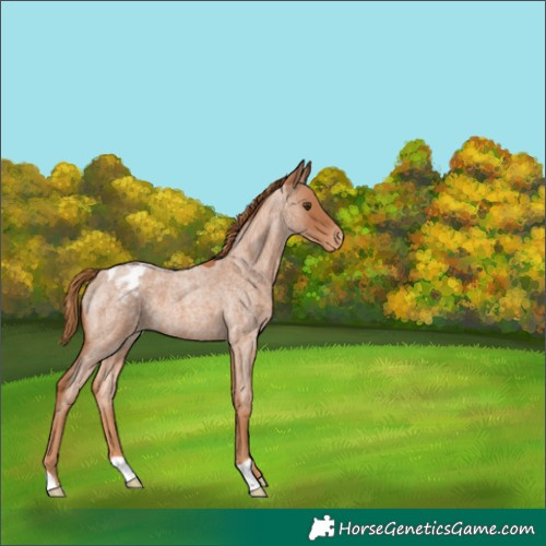 Horse Color:Red Roan Appaloosa