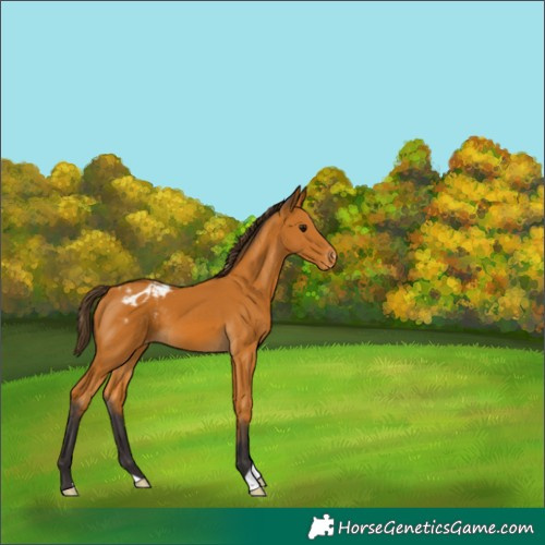 Horse Color:Buckskin Appaloosa