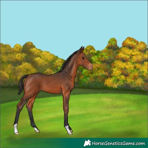 Horse Color:Bay Appaloosa