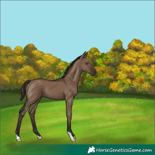 Horse Color:Liver Red Dun 