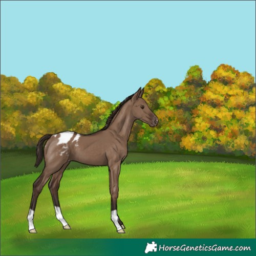 Horse Color:Liver Red Dun Appaloosa 