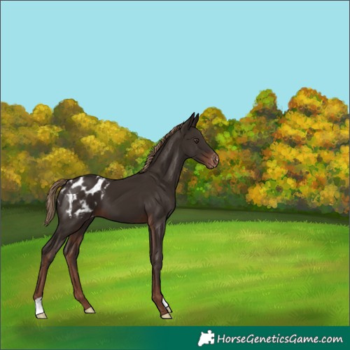 Horse Color:Liver Chestnut Appaloosa