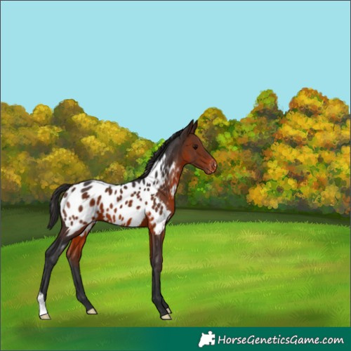 Horse Color:Brown Appaloosa 