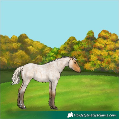 Horse Color:Silver Buckskin Roan 