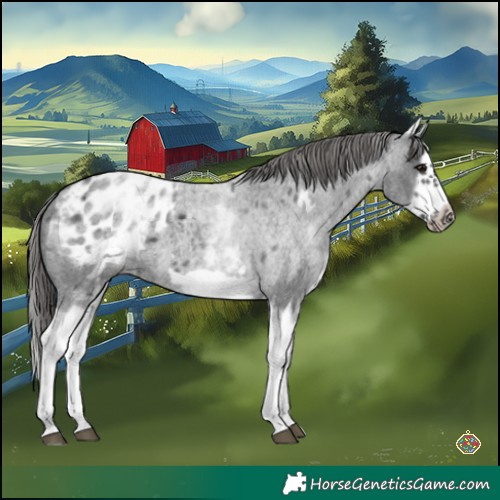 Horse Color:White Spotted Blue Roan Splash Frame Appaloosa 