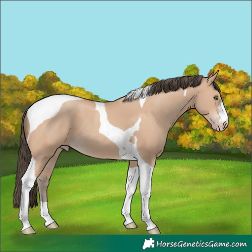 Horse Color:Amber Champagne Tobiano 