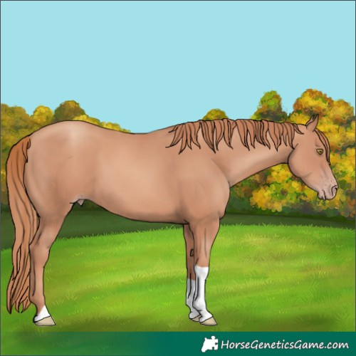 Horse Color:Gold Champagne Tobiano 