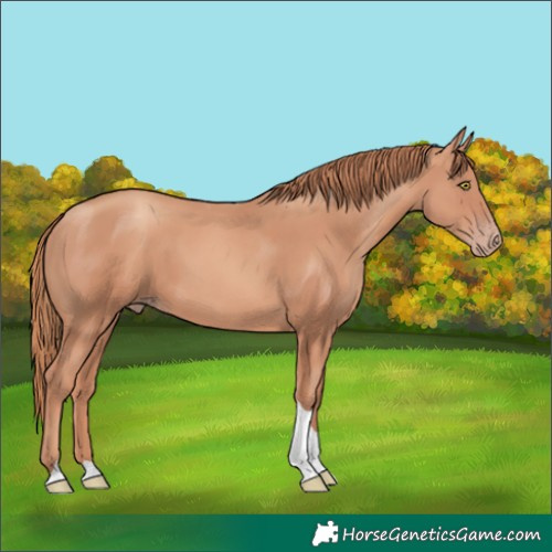 Horse Color:Gold Champagne Tobiano 