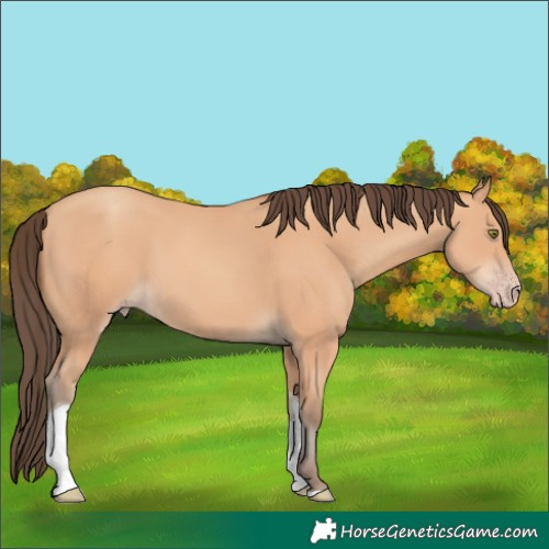 Horse Color:Amber Champagne Tobiano 