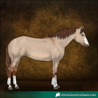 Horse Color:Red Dun 