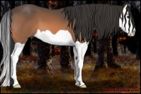 Horse Color:Buckskin Splash