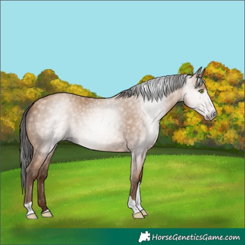 Horse Color:Gray Amber Champagne Tobiano 
