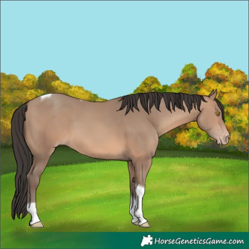 Horse Color:Sable Champagne Tobiano 