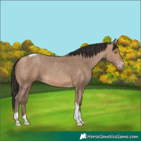 Horse Color:Sable Champagne Tobiano