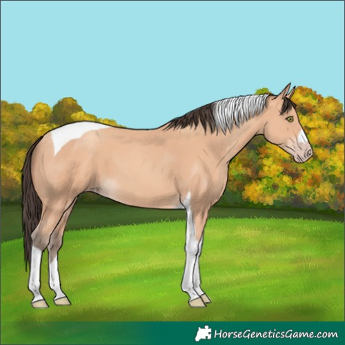 Horse Color:Amber Champagne Tobiano 