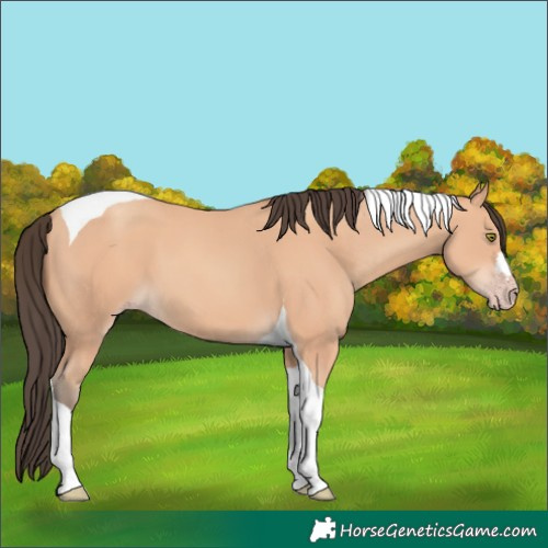Horse Color:Amber Champagne Tobiano 