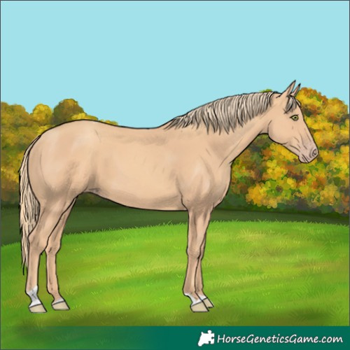 Horse Color:Gold Champagne Tobiano 