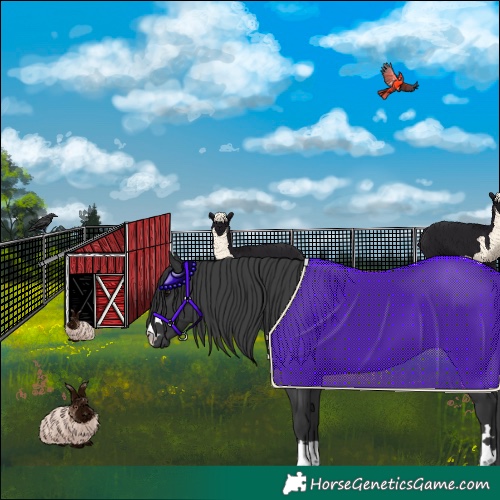 Horse Color:Black 