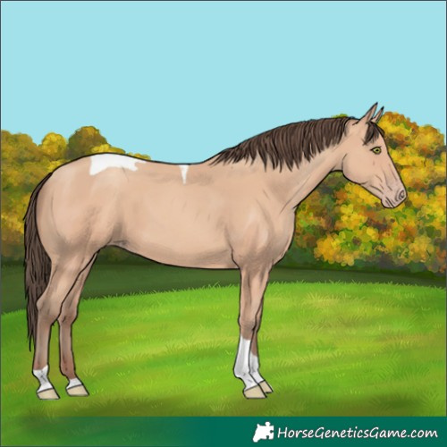 Horse Color:Amber Champagne Tobiano