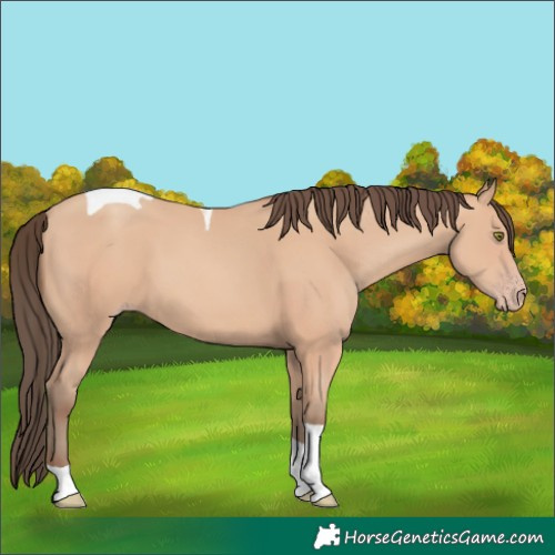 Horse Color:Amber Champagne Tobiano 