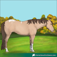 Horse Color:Amber Champagne Tobiano