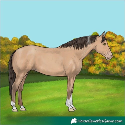 Horse Color:Amber Champagne Tobiano 