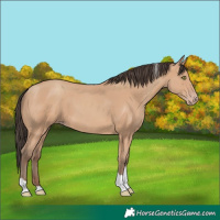 Horse Color:Amber Champagne Tobiano 