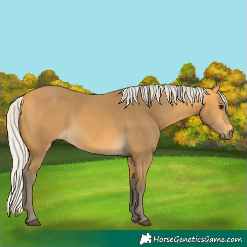 Horse Color:Silver Buckskin 