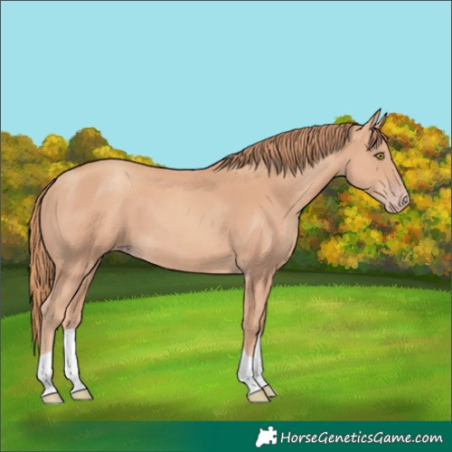 Horse Color:Gold Champagne Tobiano 