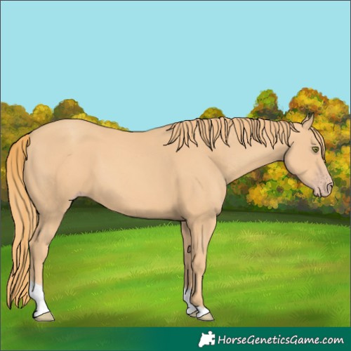 Horse Color:Gold Champagne Tobiano